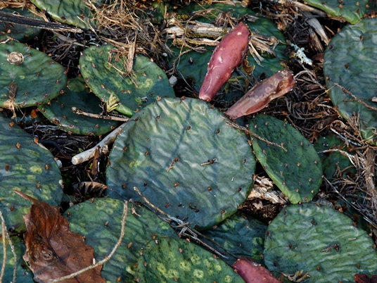 {Opuntia cespitosa}